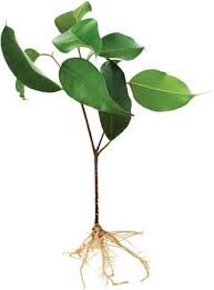 yoga plant